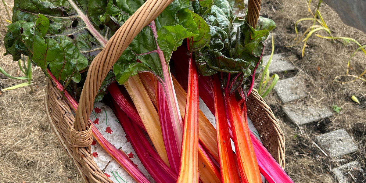 Coloured Chard